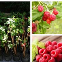 PIANTE DI LAMPONI RIFIORENTI  già produttive 