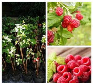 PIANTE DI LAMPONI RIFIORENTI  già produttive 