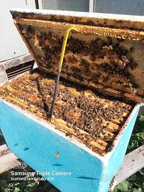 Vendita nuclei d'api