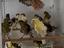Immagine 1