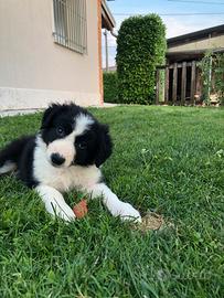 Border collie