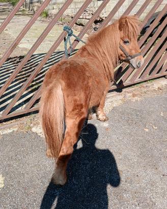 Pony maschio
