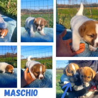 Jack Russell Terrier