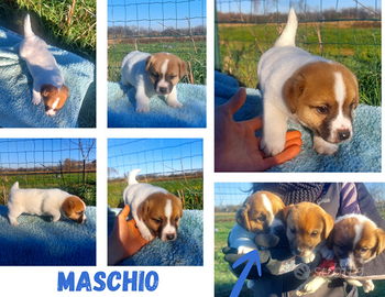 Jack Russell Terrier