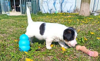 Jack Russell terrier cucciole
