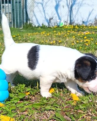 Jack Russell terrier cucciole