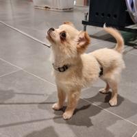 Chihuahua pelo lungo