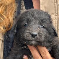 KELLY dolce cucciola in adozione