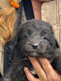 KELLY dolce cucciola in adozione