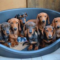 Cani di piccola taglia