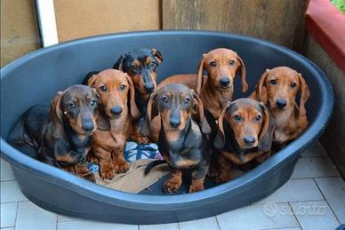 Cani di piccola taglia