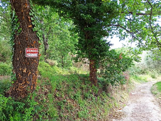 Uliveto in terreno agricolo