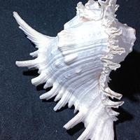 Naturale Grande Conchiglia Cover Bianco Ramificata