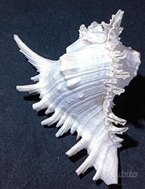 Naturale Grande Conchiglia Cover Bianco Ramificata