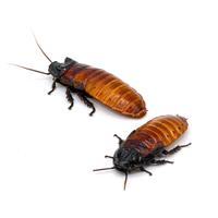 Blatta Gromphadorina Portentosa