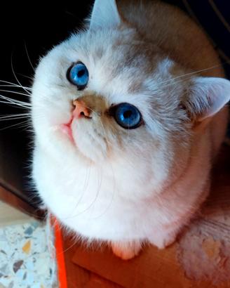 Gattini british shorthair Chincilla' silver 4 Mesi