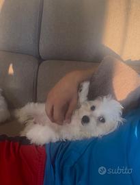 Cucciolo maltese