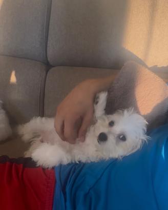 Cucciolo maltese
