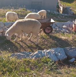 Montone berrichon