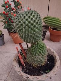 cactus più vassetto antico 