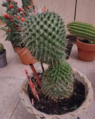 cactus più vassetto antico 