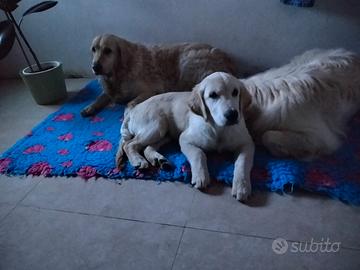 Maschio di golden retriever