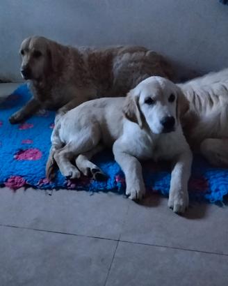 Maschio di golden retriever