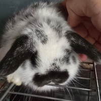 Conigli ariete mini lops