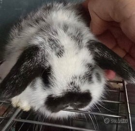 Conigli ariete mini lops