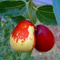 Giuggiolo a Pera frutto Grosso, altezza  mt. 2,5