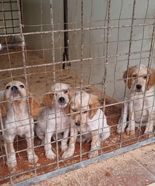 Cuccioli setter inglesi