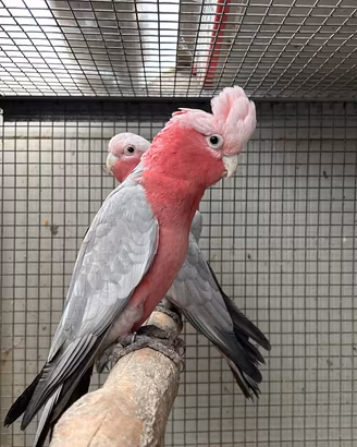 Cacatua roseicapilla ed altri pappagalli