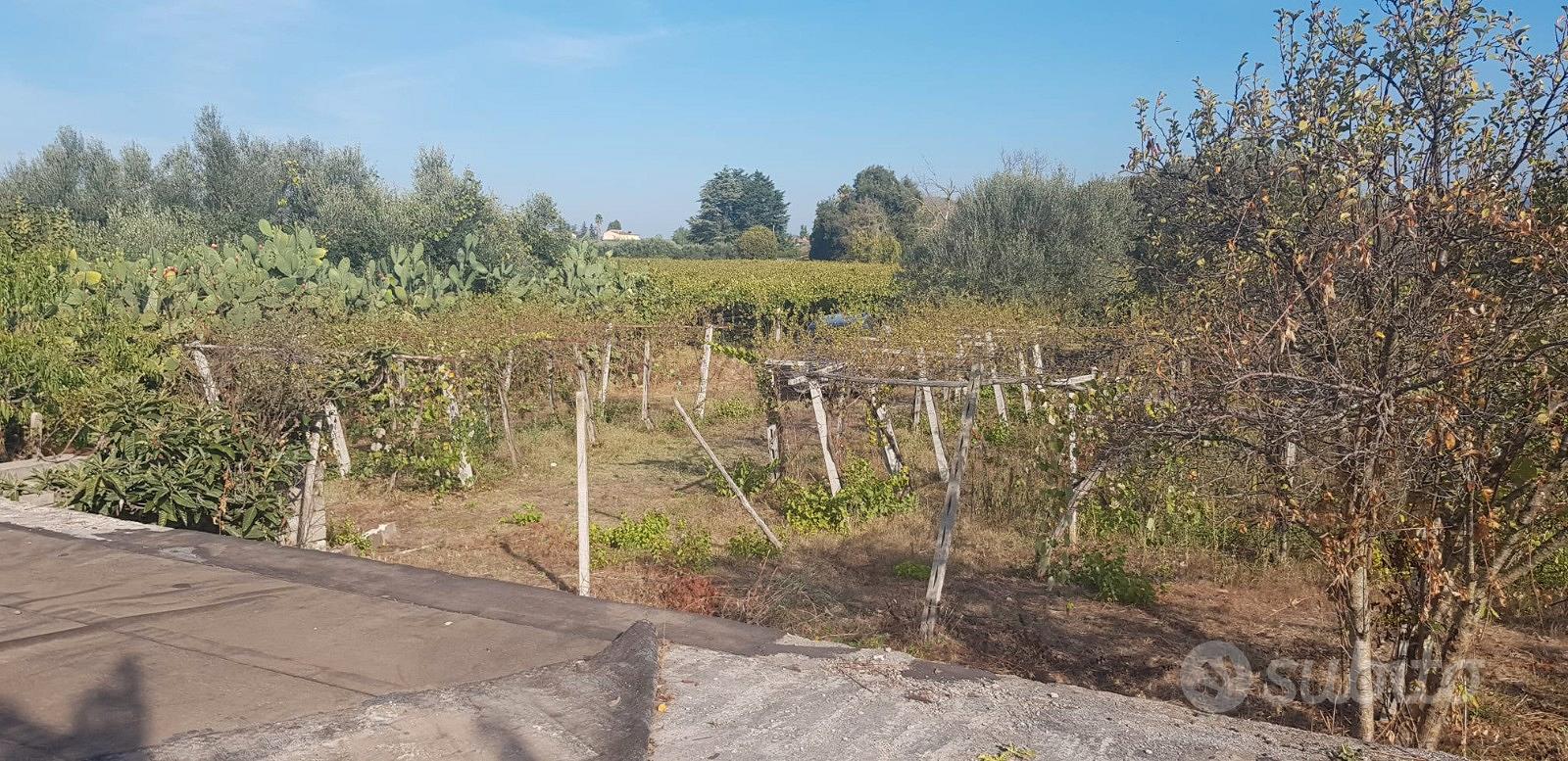 Terreno Agricolo 6000 mq - Vista 6