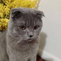 Scottish Fold per accoppiamento