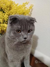 Scottish Fold per accoppiamento