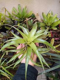 Tillandsia 'Samantha'