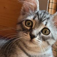Gattini siberiani