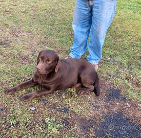 Labrador cioccolato per monta