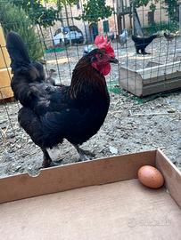 Gallina marans