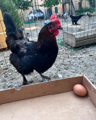 Gallina marans