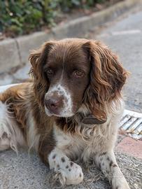 Springer Spaniel Inglese per Monta
