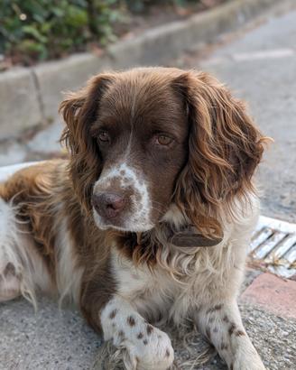 Springer Spaniel Inglese per Monta