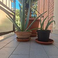 Pianta di Aloe Vera