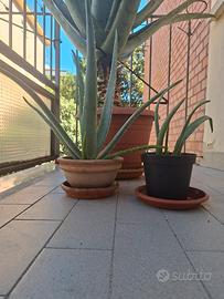 Pianta di Aloe Vera