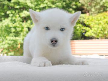 Cucciola femmina di Husky bianco sabbia