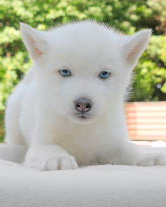 Cucciola femmina di Husky bianco sabbia