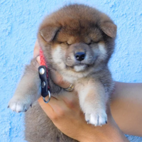 Spettacolo Cuccioli Shiba Inu con Pedigree