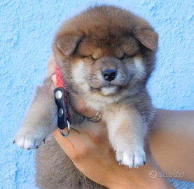 Spettacolo Cuccioli Shiba Inu con Pedigree