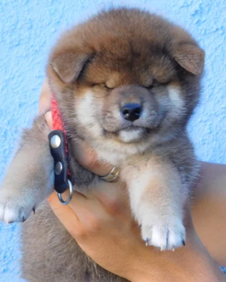 Spettacolo Cuccioli Shiba Inu con Pedigree