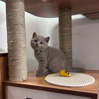 Cucciolata color Lilac